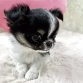 チワワ(ロング)【栃木県・男の子・2025年3月16日・トライカラー】の写真5