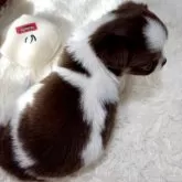 チワワ(ロング)【栃木県・男の子・2025年9月30日・ホワイト&チョコレートタン(パーティ)】の写真5