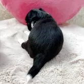 チワワ(ロング)【栃木県・女の子・2025年10月6日・ブラックタン&ホワイト】の写真5