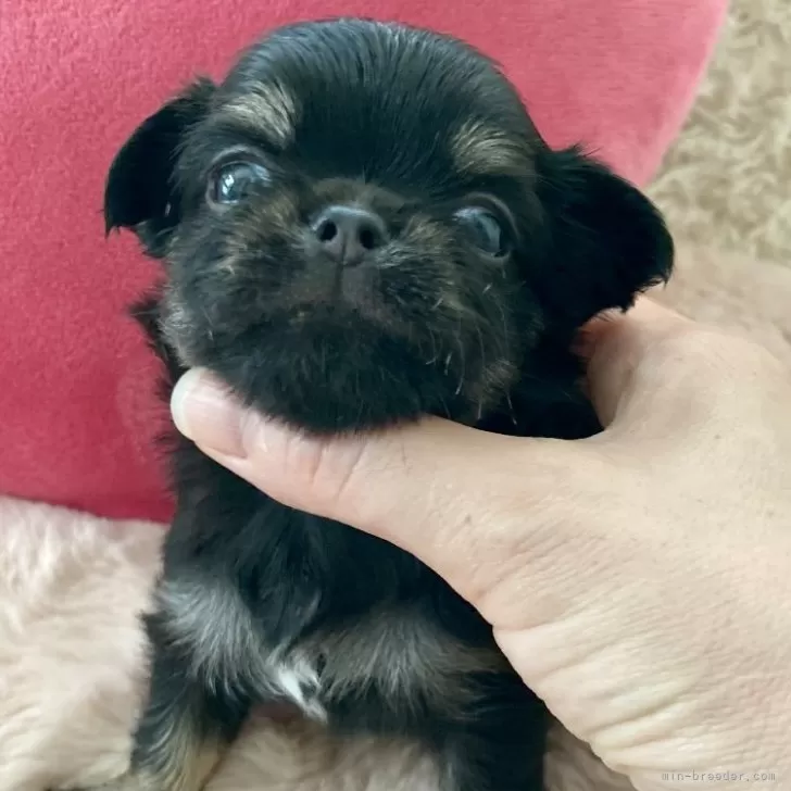 ID：2408-00855の子犬