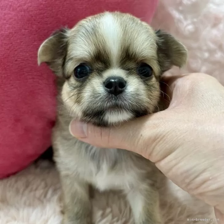 ID:2408-03489の子犬