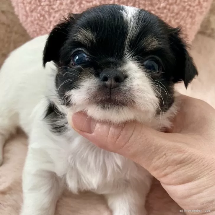 ID:2407-07408の子犬