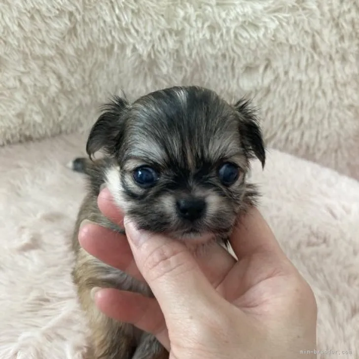 ID:2306-02909の子犬