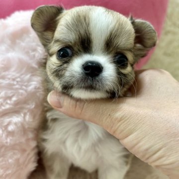 チワワ(ロング)【栃木県・女の子・2024年7月25日・フォーンホワイト】の写真「性格抜群な女の子💖
♡困り顔もcute♡」