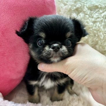 チワワ(ロング)【栃木県・男の子・2024年7月10日・ブラックタン&ホワイト】の写真「激カワチワワ💖
ひょうきんです♪」