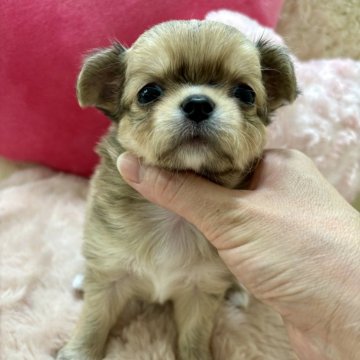 チワワ(ロング)【栃木県・女の子・2024年7月25日・フォーンホワイト】の写真「困り顔が可愛い女の子💕
性格も抜群♪」