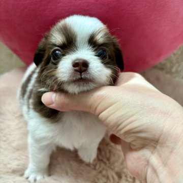 チワワ(ロング)【栃木県・男の子・2024年9月20日・ホワイトチョコタン】の写真「派手顔な男の子💖✨
モフモフくん♪」