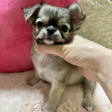 チワワ(ロング)【栃木県・男の子・2024年7月25日・フォーンホワイト】の写真「イケメンくん👍💕
☆お迎えできます☆」