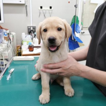 ラブラドールレトリバー【静岡県・男の子・2024年7月7日・イエロー】の写真「穏やかでマイペースな甘えん坊君です!」