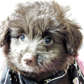ポメプー(ポメラニアン×トイプードル)【宮城県・男の子・2025年5月14日・チョコタン】の写真「小熊ちゃん目の色がキレイ」