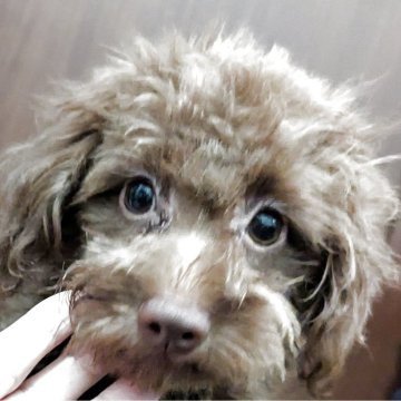ポメプー(ポメラニアン×トイプードル)【宮城県・男の子・2025年5月11日・ブラウン】の写真「長いまつ毛とブラウンの毛色人が大好き」