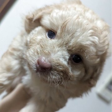 ミックス(ポメラニアン×ミックス)【宮城県・女の子・2025年7月21日・クリーム】の写真「優しい顔の女の子」