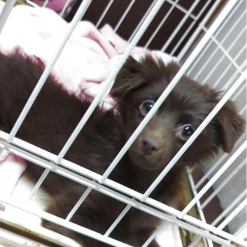 ポメプー(ポメラニアン×トイプードル)【宮城県・女の子・2025年7月21日・チョコタン】の写真「怖がりさんでも遊ぶの大好きトイレも覚えたょ」