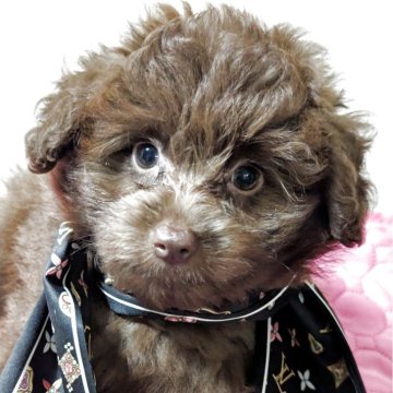 ポメプー(ポメラニアン×トイプードル)【宮城県・男の子・2025年5月11日・チョコタン】の写真「綺麗な目とブラウンの毛トイプーよりの顔かな」