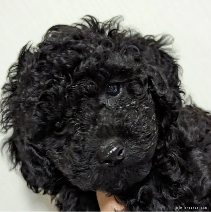ID:2304-03830の子犬