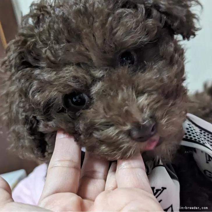 ID：2312-06326の子犬