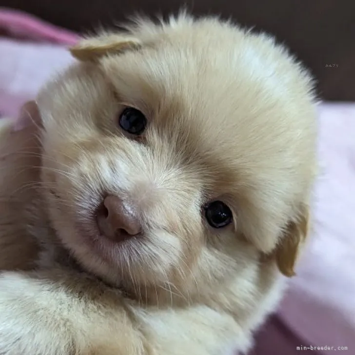 ID：2311-04942の子犬
