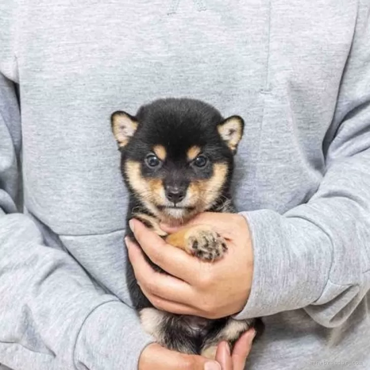 ID:2412-02979の子犬