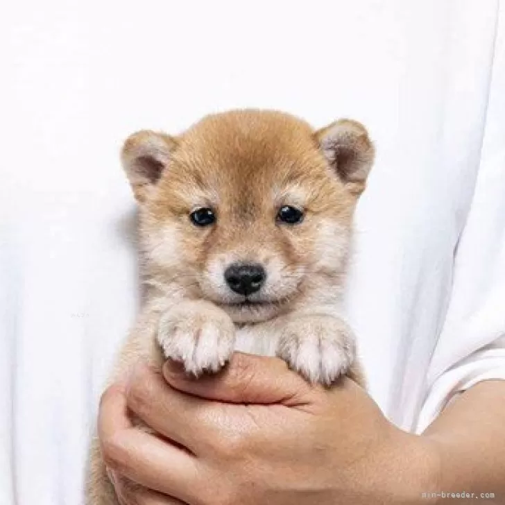 ID:2508-02451の子犬