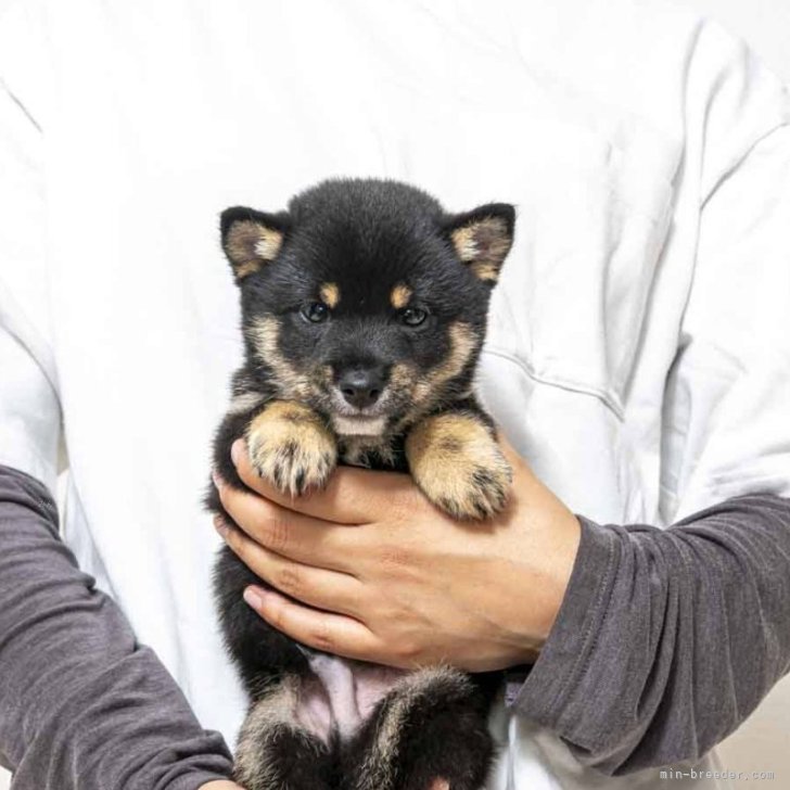 ブリーダー画像