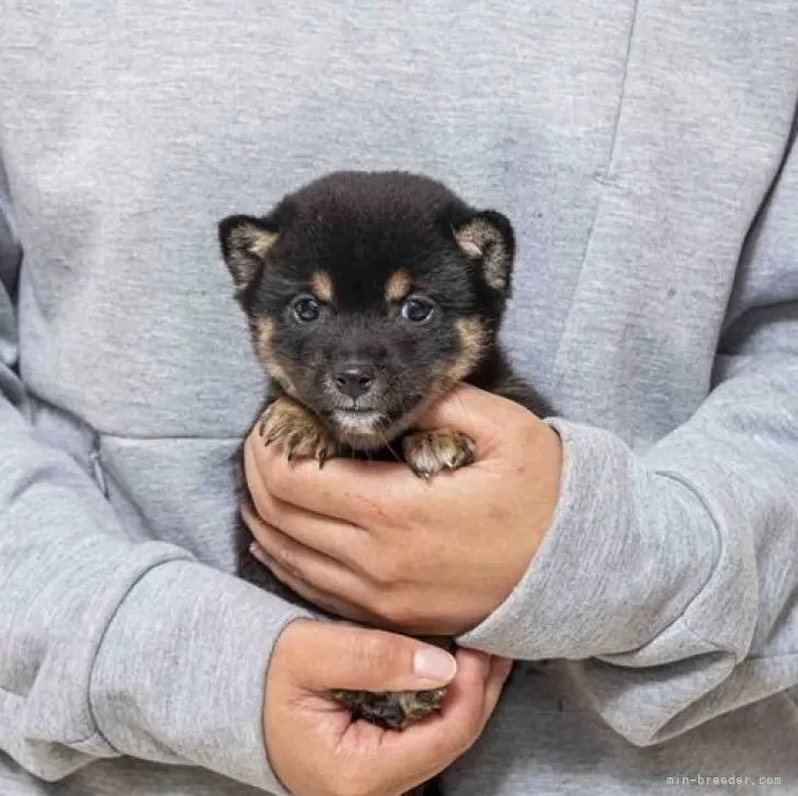 ID:2412-05524の子犬