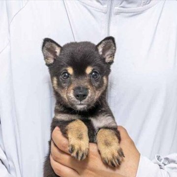 柴犬(豆柴)【大分県・女の子・2025年7月7日・黒】の写真「目がとっても可愛いです。サマーバーゲン対象犬」