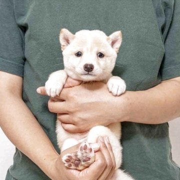 柴犬(豆柴)【大分県・女の子・2025年9月11日・白】の写真「父犬体高２６cm（極小認定犬）母犬体高２６cmです」