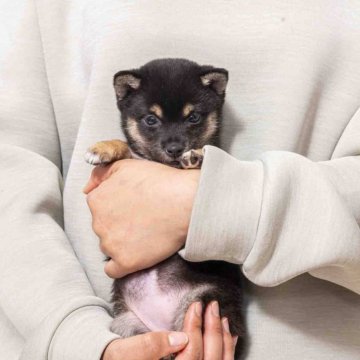 柴犬(豆柴)【大分県・女の子・2024年12月1日・黒】の写真「父犬体高２６cm（極小認定犬）母犬体高２６cm」