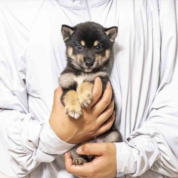 柴犬(豆柴)【大分県・男の子・2025年7月5日・黒】の写真「両親犬が極小認定犬です。」