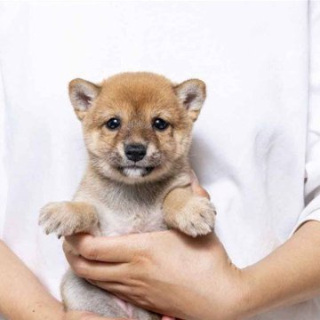 柴犬(豆柴)【大分県・女の子・2025年6月17日・赤】の写真「雌らしい丸目と可愛い雌顔をしています。」