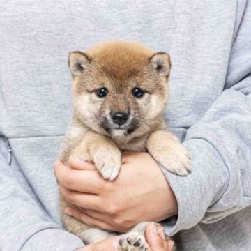 柴犬(豆柴)【大分県・女の子・2025年2月19日・赤】の写真「目が凄く可愛いく綺麗で人なつっこい性格の女の子です」