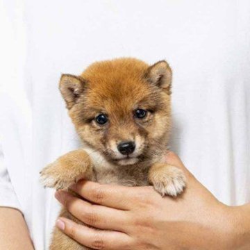 柴犬(豆柴)【大分県・男の子・2025年6月20日・赤】の写真「とっても優しく顔と優しい目をしています。」