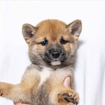 柴犬(豆柴)【大分県・男の子・2025年6月17日・赤】の写真「男の子らしい鋭い目と顔をしています。」