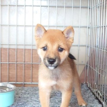 豆柴【大分県・男の子・2025年8月1日・赤】の写真「雄らしい奥目ですが人懐っこい性格です。」