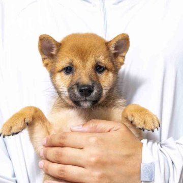 柴犬(豆柴)【大分県・男の子・2025年8月1日・赤】の写真「雄らしい奥目ですが人懐っこい性格です。」