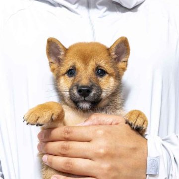 柴犬(豆柴)【大分県・男の子・2025年8月1日・赤】の写真「雄らしい奥目ですが人懐っこい性格です。」