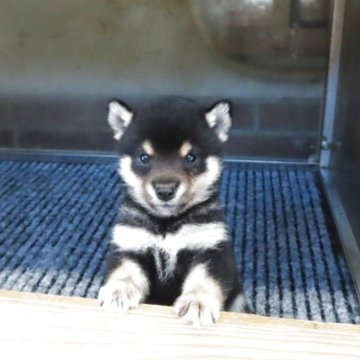 豆柴【大分県・男の子・2025年8月27日・黒】の写真「祖父母まで極小認定犬。とっても小さくて可愛いです。」