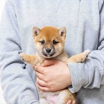 柴犬(豆柴)【大分県・女の子・2025年2月18日・赤】の写真「目が大きくパッチリ綺麗して人なつっこい性格の女の子」