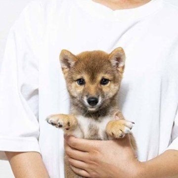 豆柴【大分県・男の子・2025年7月17日・赤】の写真「優しい目で太い鼻をしています。優しい性格です。」