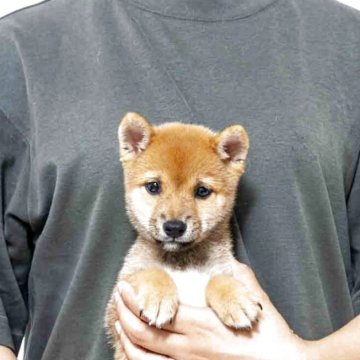 柴犬(豆柴)【大分県・男の子・2025年8月1日・赤】の写真「雄らしい目ですが可愛い顔をしています。」