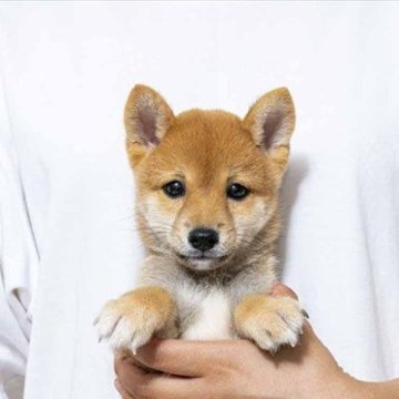 豆柴【大分県・男の子・2025年7月27日・赤】の写真「雄らしい綺麗で鋭い目をしています。」