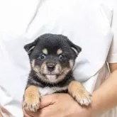 豆柴