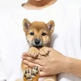 豆柴