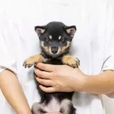 豆柴