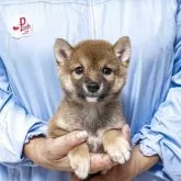 豆柴