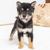 豆柴