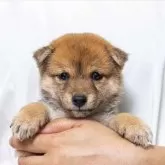 豆柴