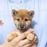 豆柴
