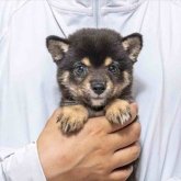 柴犬(豆柴)