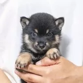 豆柴
